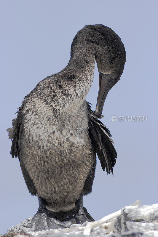 不能飞的鸬鹚(Phalacrocorax harrisi)肖像，彭塔莫雷诺，伊莎贝拉岛，加拉帕戈斯群岛
